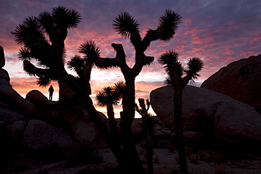 Woman watching sunset, Joshua Tree National Park, California, United States of America, North America