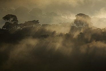 Rising rainforest mist, Peru, South America