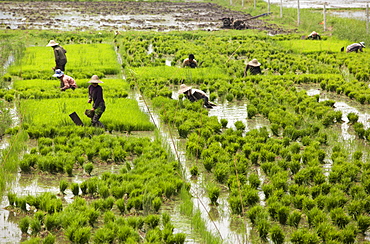 Tending the rice paddies, Shan State, Myanmar (Burma), Asia