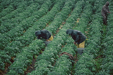 Harvesting Brussels sprouts, California, United States of America, North America