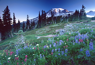 Landscape with wild flowers, Mount Rainier National Park, Washington state, United States of America, North America