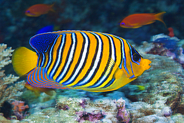 Regal Angelfish, Pygoplites diacanthus, Felidhu Atoll, Maldives