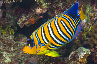 Regal Angelfish, Pygoplites diacanthus, Felidhu Atoll, Maldives