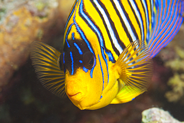 Regal Angelfish, Pygoplites diacanthus, Thaa Atoll, Maldives