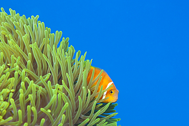 Maldives Anemonefish, Amphiprion nigripes, Thaa Atoll, Maldives