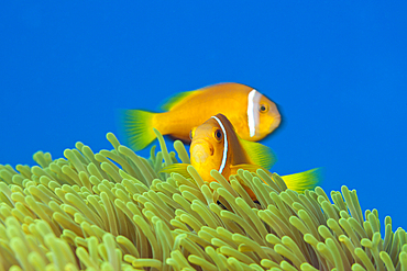 Maldives Anemonefish, Amphiprion nigripes, Thaa Atoll, Maldives