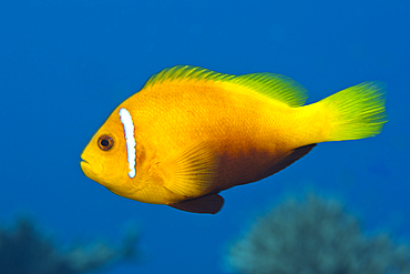 Maldives Anemonefish, Amphiprion nigripes, Thaa Atoll, Maldives