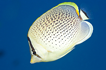 Peppered Butterflyfish, Chaetodon guttatissimus, Thaa Atoll, Maldives