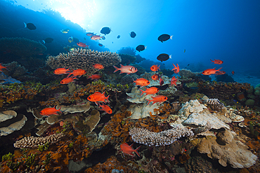 Soldierfish over Reef, Myripristes vittata, Thaa Atoll, Maldives