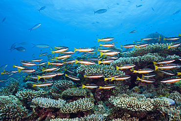 Shoal of Twospot Snapper, Lutjanus biguttatus, Thaa Atoll, Maldives