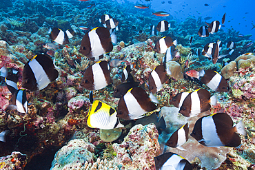 Black Pyramid Butterflyfish, Hemitaurichthys zoster, Thaa Atoll, Maldives