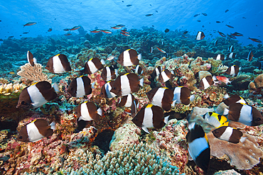 Black Pyramid Butterflyfish, Hemitaurichthys zoster, Thaa Atoll, Maldives