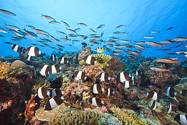 Black Pyramid Butterflyfish, Hemitaurichthys zoster, Thaa Atoll, Maldives