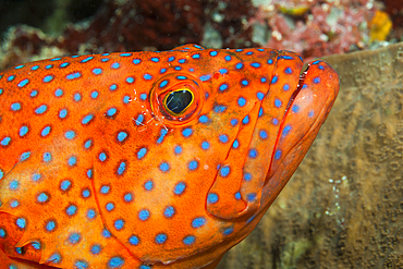 Coral Grouper, Cephalopholis miniata, Thaa Atoll, Maldives