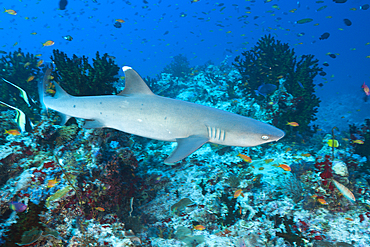 Whitetip Reef Shark, Triaenodon obesus, South Male Atoll, Maldives