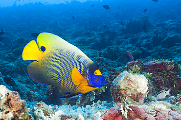 Yellowmask Angelfish, Pomacanthus xanthometopon, South Male Atoll, Maldives