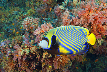 Emperor Angelfish, Pomacanthus imperator, South Male Atoll, Maldives