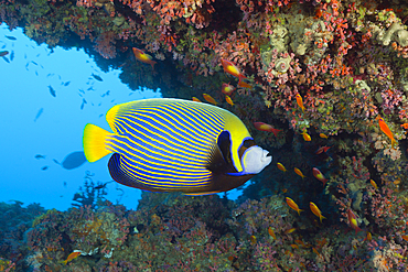 Emperor Angelfish, Pomacanthus imperator, South Male Atoll, Maldives