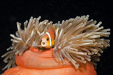 Maldives Anemonefish, Amphiprion nigripes, South Male Atoll, Maldives