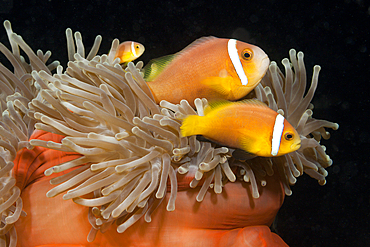 Maldives Anemonefish, Amphiprion nigripes, South Male Atoll, Maldives