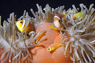 Maldives Anemonefish, Amphiprion nigripes, South Male Atoll, Maldives