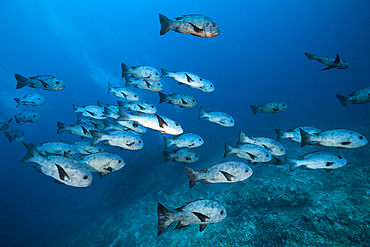 Shoal of Black Snapper, Macolor niger, South Male Atoll, Maldives