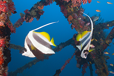 Pennant Bannerfish at Kuda Giri Wreck, Heniochus diphreutes, South Male Atoll, Maldives