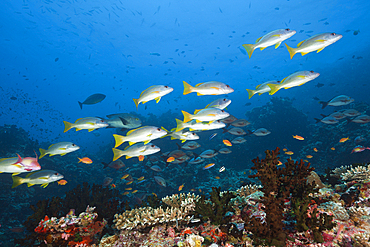 Shoal of One-spot Snapper, Lutjanus monostigma, North Male Atoll, Maldives