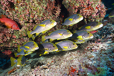 Oriental Sweetlips, Plectorhinchus vittatus, North Male Atoll, Maldives