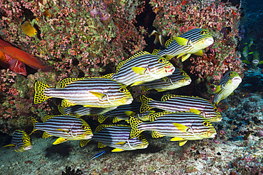 Oriental Sweetlips, Plectorhinchus vittatus, North Male Atoll, Maldives