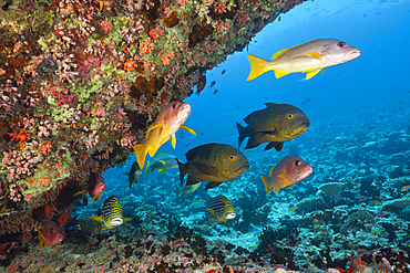 Snapper and Sweetlips in Coral Reef, North Male Atoll, Maldives