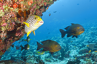 Snapper and Sweetlips in Coral Reef, North Male Atoll, Maldives