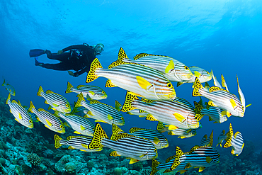 Oriental Sweetlips and Scuba Diver, Plectorhinchus vittatus, North Male Atoll, Maldives