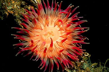 anemone, Norway, Atlantic ocean, north atlantic ocean, Alesund
