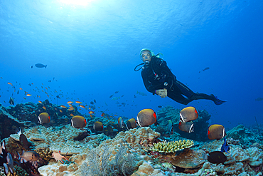 Red-tailed Butterflyfish and Scuba Diver, Chaetodon collare, North Male Atoll, Maldives