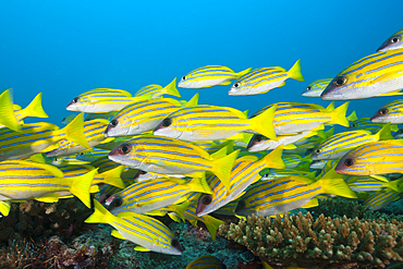 Shoal of Bluestripe Snapper, Lutjanus kasmira, North Male Atoll, Maldives