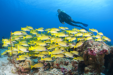 Scuba Diver and Shoal of Bluestripe Snapper, Lutjanus kasmira, North Male Atoll, Maldives