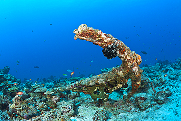 Old Anchor in Coral Reef, North Male Atoll, Maldives