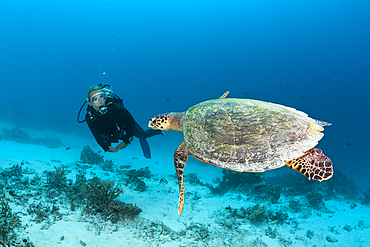 Hawksbill Sea Turtle and Scuba diver, Eretmochelys imbricata, North Male Atoll, Maldives