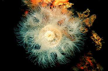 anemone, Norway, Atlantic ocean, north atlantic ocean, Alesund