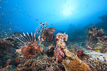 Lionfishes over Coral Reef, Pterois miles, North Male Atoll, Maldives