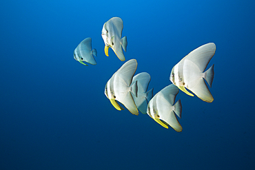 Longfin Batfishes, Platax teira, North Male Atoll, Maldives