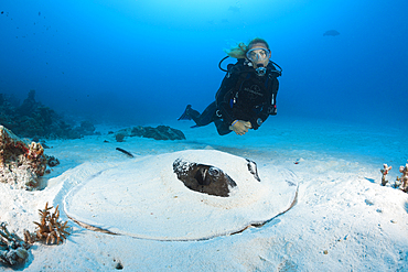 Blackspotted Stingray hiding in Sand, Taeniura meyeni, North Male Atoll, Maldives