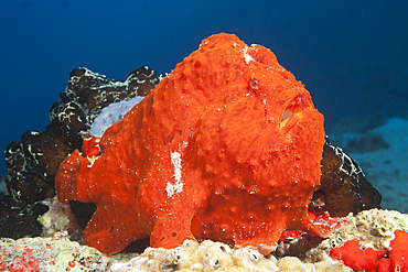 Red Giant Frogfish, Antennarius commersonii, North Male Atoll, Maldives