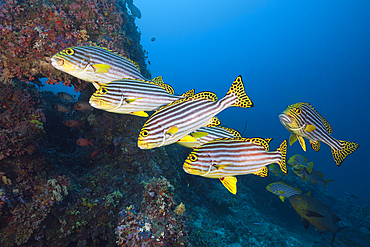 Oriental Sweetlips, Plectorhinchus vittatus, South Male Atoll, Maldives