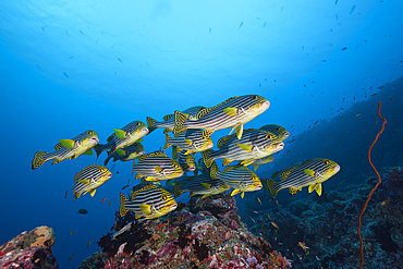 Oriental Sweetlips, Plectorhinchus vittatus, South Male Atoll, Maldives