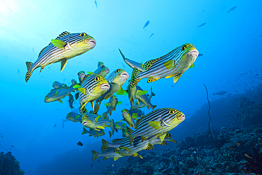 Oriental Sweetlips, Plectorhinchus vittatus, South Male Atoll, Maldives