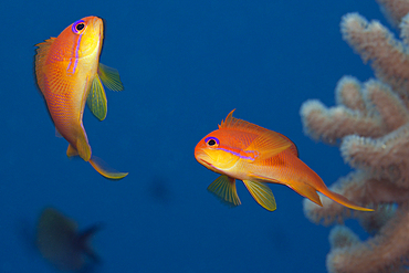 Lyretail Anthias, Pseudanthias squamipinnis, Felidhu Atoll, Maldives