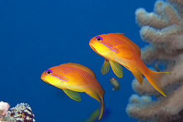 Lyretail Anthias, Pseudanthias squamipinnis, Felidhu Atoll, Maldives