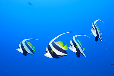 Pennant Bannerfish, Heniochus diphreutes, North Male Atoll, Maldives